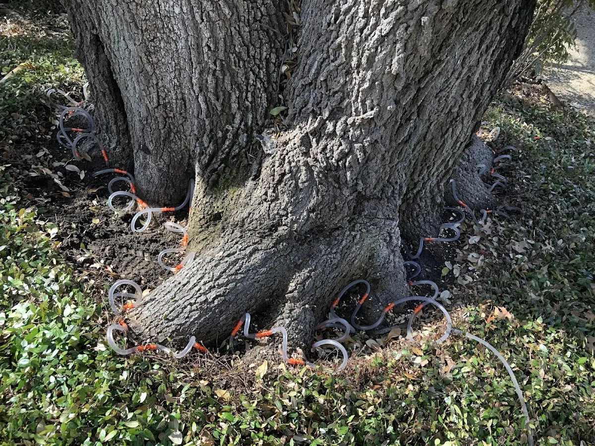 Detailed Tree Cabling and Bracing job site in Bickmore
