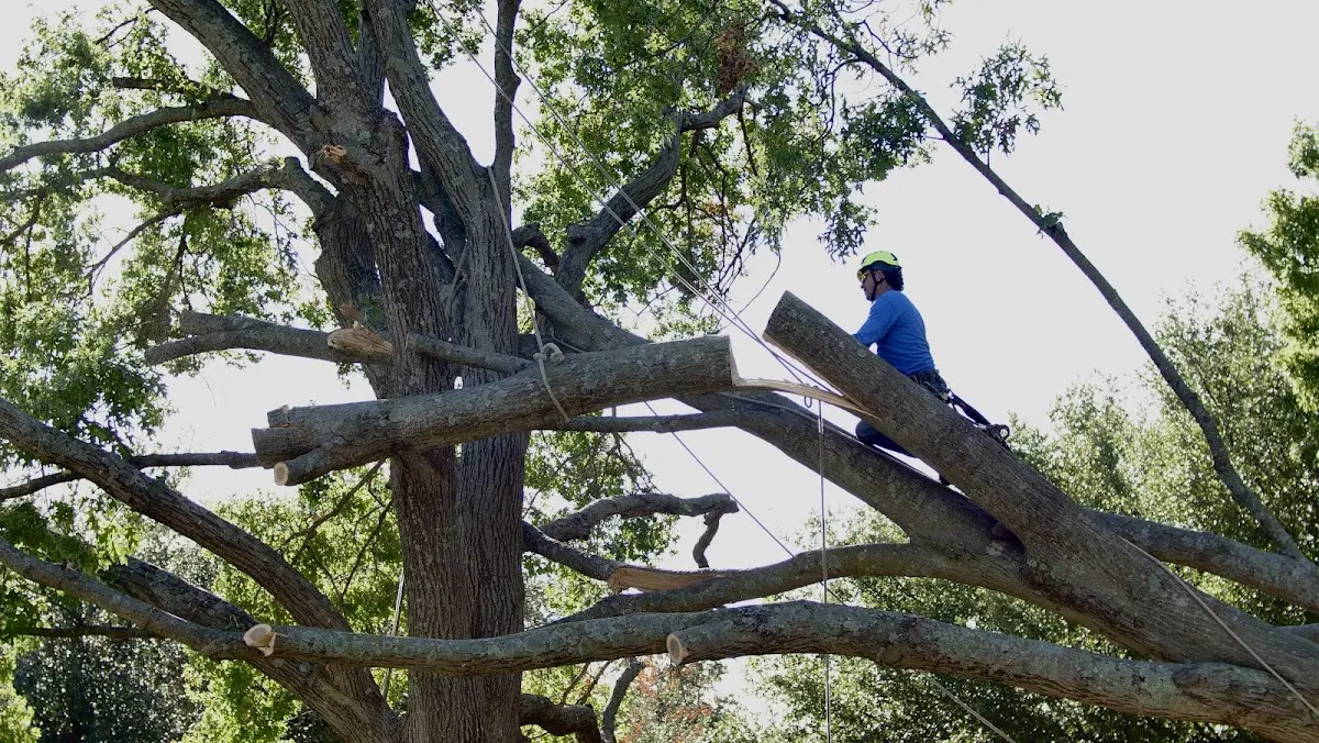 Professional Crown Thinning performed by certified arborists in Bickmore